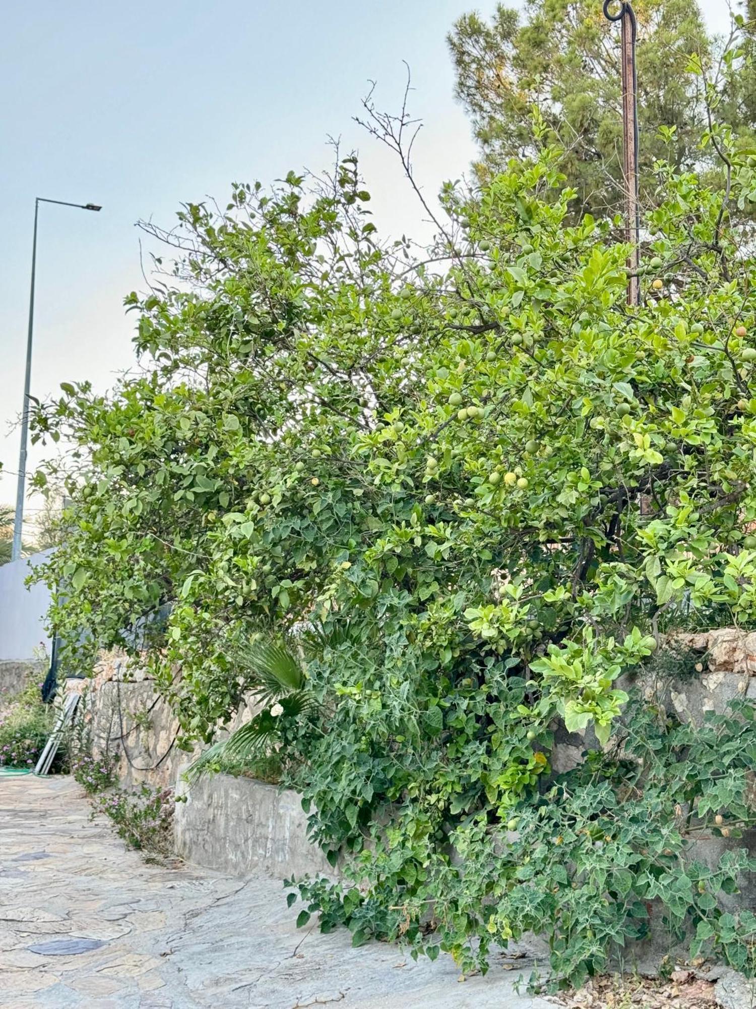 Rose Hotel B&B Patara Esterno foto